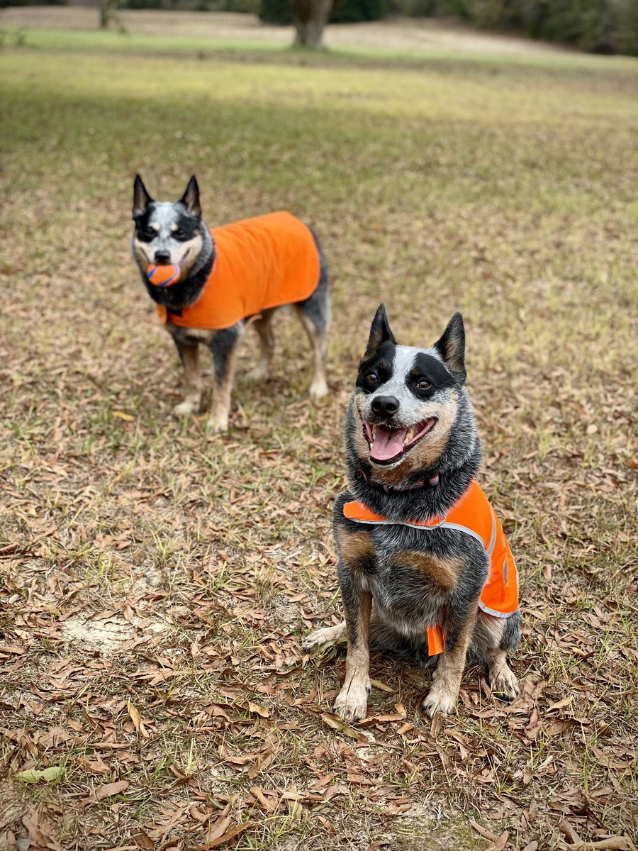 The crackheads are basically trained TSA experts. #acd #cattledog #heeler #blueheeler #bluey #cattledog #thedingoatemybaby