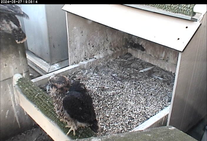 Stepping up to the runway!  If you don't see both peregrine chicks on camera, they've stepped up to the nestrail. It's their runway for learning to fly. birdsoutsidemywindow.org/2024/05/28/ste…