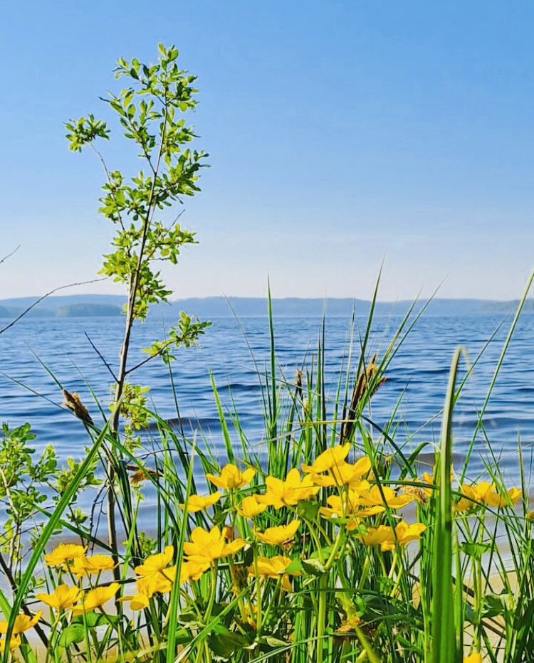 #finland #naturephotography #lakeview #päijänne #springflowers #e_s_k_63 🇫🇮