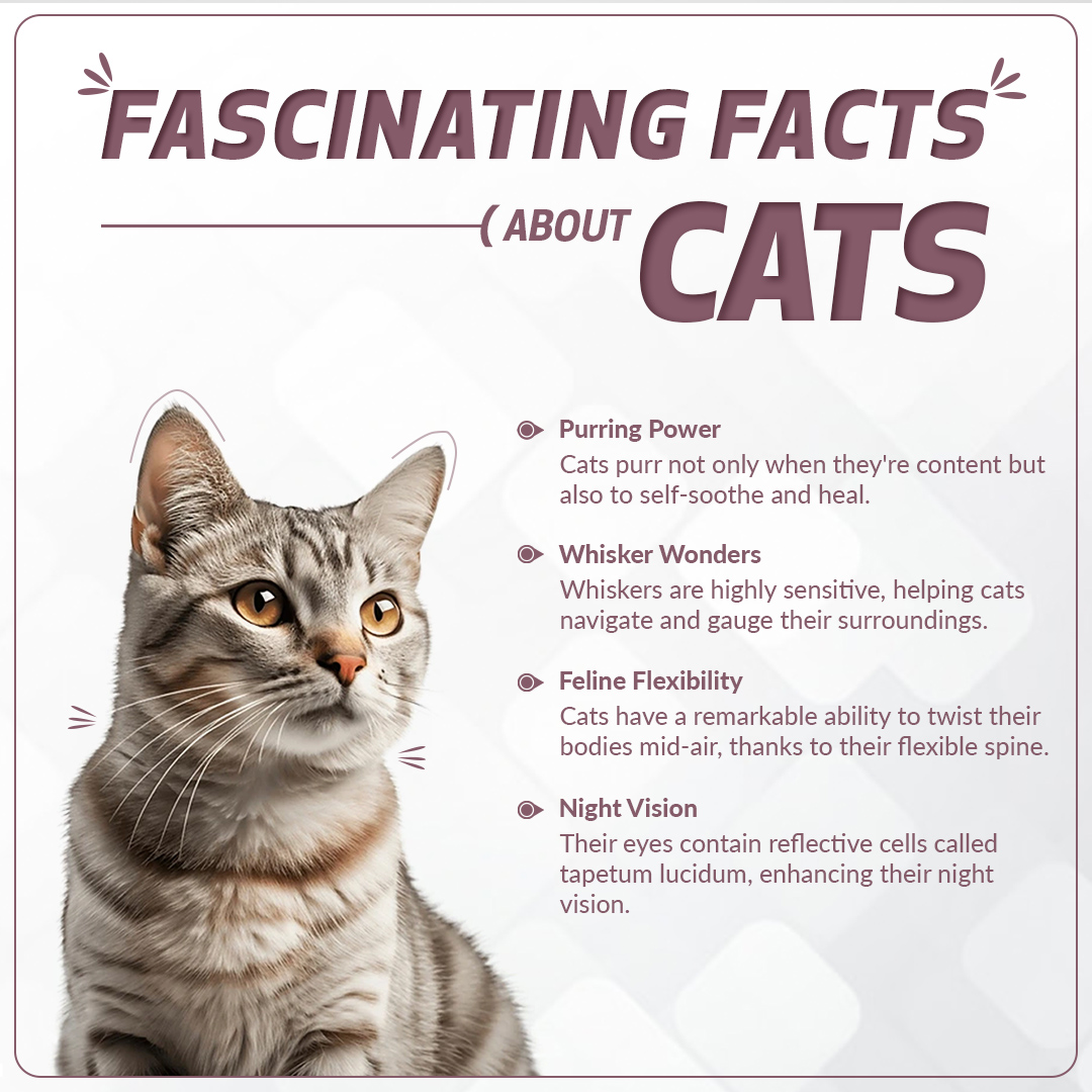 📷 Attention all cat lovers!

Whether you're a new cat owner or a seasoned pro, there's always something new to learn about these curious creatures. So why not expand your knowledge with some fun cat facts? 🧐

Share your favorite fact in the comments below!!