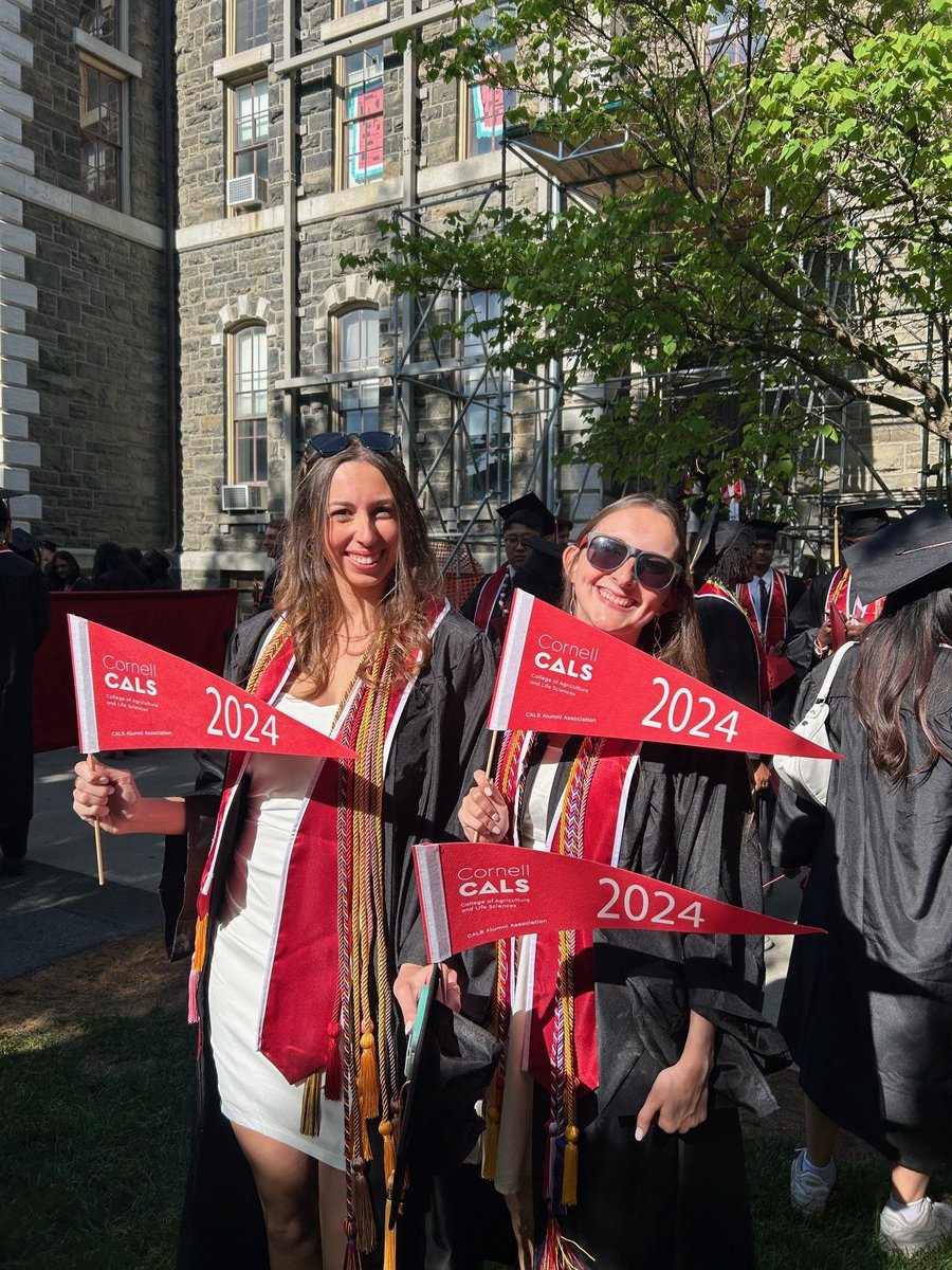 AlumniCALS's tweet photo. A terrific weekend to celebrate the CALS Class of 2024 at Commencement, complete with pennants given to them by the CALS Alumni Association. #cornellalumni #cornellcals https://t.co/2BFCPkNtGj