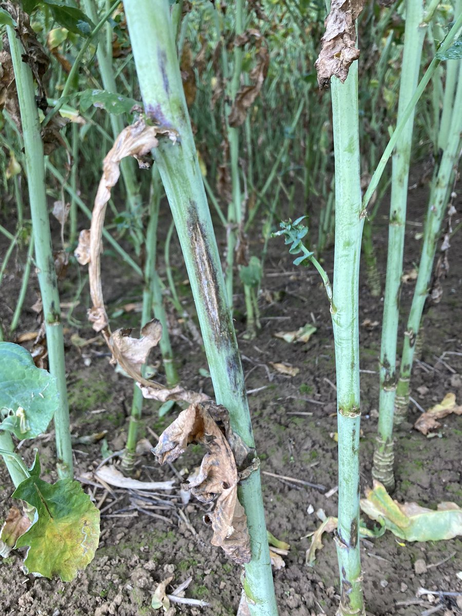 Visite essais #colza dans la Marne : alternaria observée sur siliques (1) et tiges (2) > Cause : température + humidité / nuisibilité : plusieurs quintaux.
Traces cylindro sur tige (3) pour les variétés les + sensibles <a href="/DEKALB_FR/">DEKALB-FieldView by Bayer France</a> <a href="/terresinovia/">Terres Inovia</a>