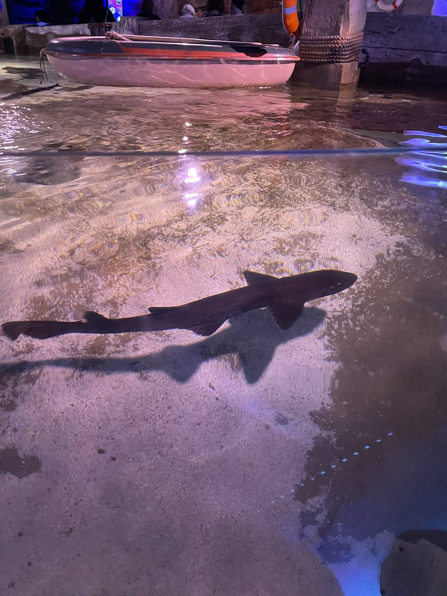 PelhamReception's tweet photo. Look where we have been…
Can you guess? Mrs Akther and I cannot wait to share this seaplendid adventure with you all! @PelhamPrimary_ https://t.co/yzNRsPBMK5