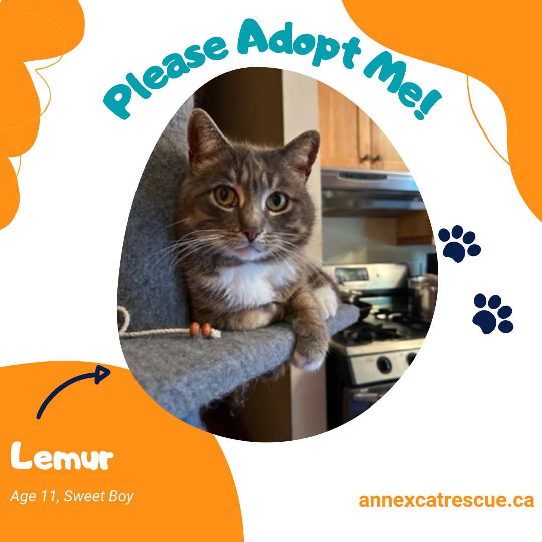 This affectionate boy is on the lookout for a loving  forever home to call his own. Lemur is not your ordinary cat - he's a delightful character with a playful spirit.  you can learn more about Lemur at annexcatrescue.ca/adopt/adoptabl…
#seniorcat #adoptacat #gta #annexcatrescue