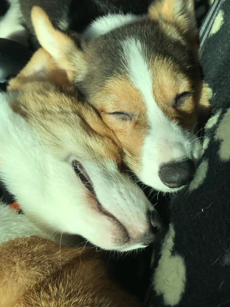 🎉 To celebrate birthday of Nemo and Happy, enter HAPPYHAPPYNEMO2024 in Item Shop before Monday to redeem a birthday gift 🎁 Happy Birthday everybody! 🐶