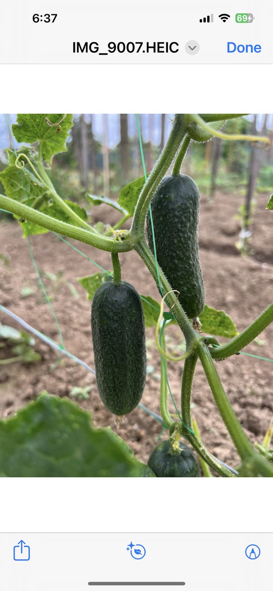 Happy Tuesday! 
Planted the seeds for Hungarian peppers and cucumbers. I purchased the seeds at a flea market (Piac) in Kisvarda, Hungary. 
🫑🥒🇭🇺