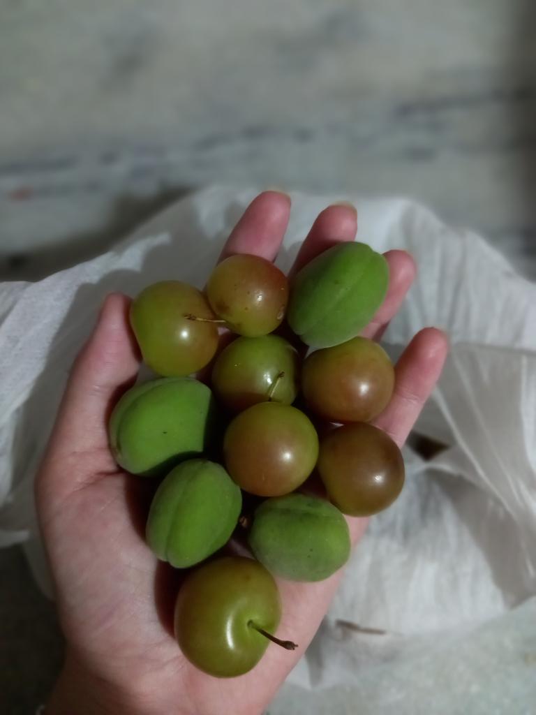 Have you ever eat apricots and plums🤤