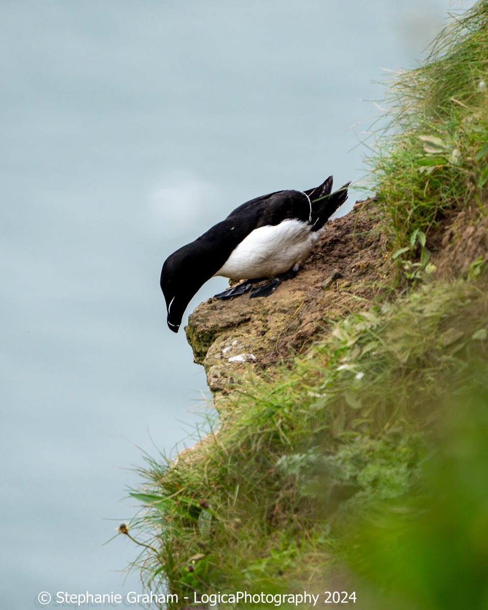 Razorbill: Life on the edge