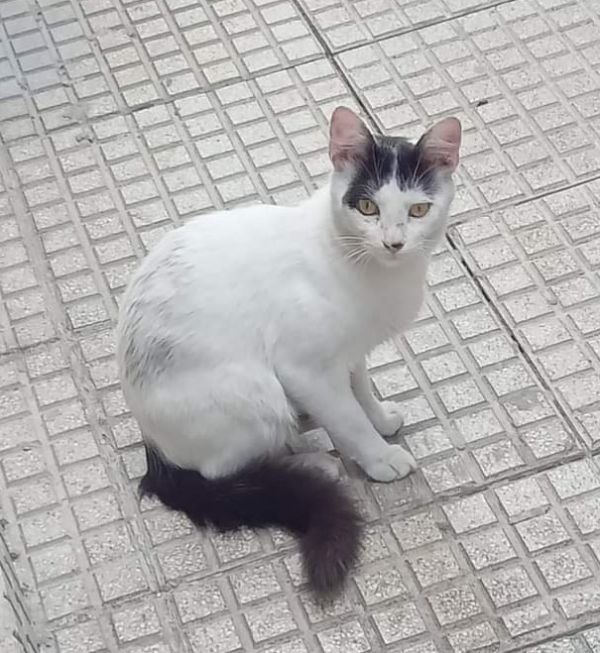 adopsys's tweet photo. Blanquita 😃

Hembra de 1 año
Buenos Aires, Buenos Aires, Argentina

---

Busco adoptante para gatit@ que se encontraba en situación de calle. Con los vecinos le damos de comer y lo dejamos estar en nuestra vecindad.

👇 https://t.co/URKyHAaGBB