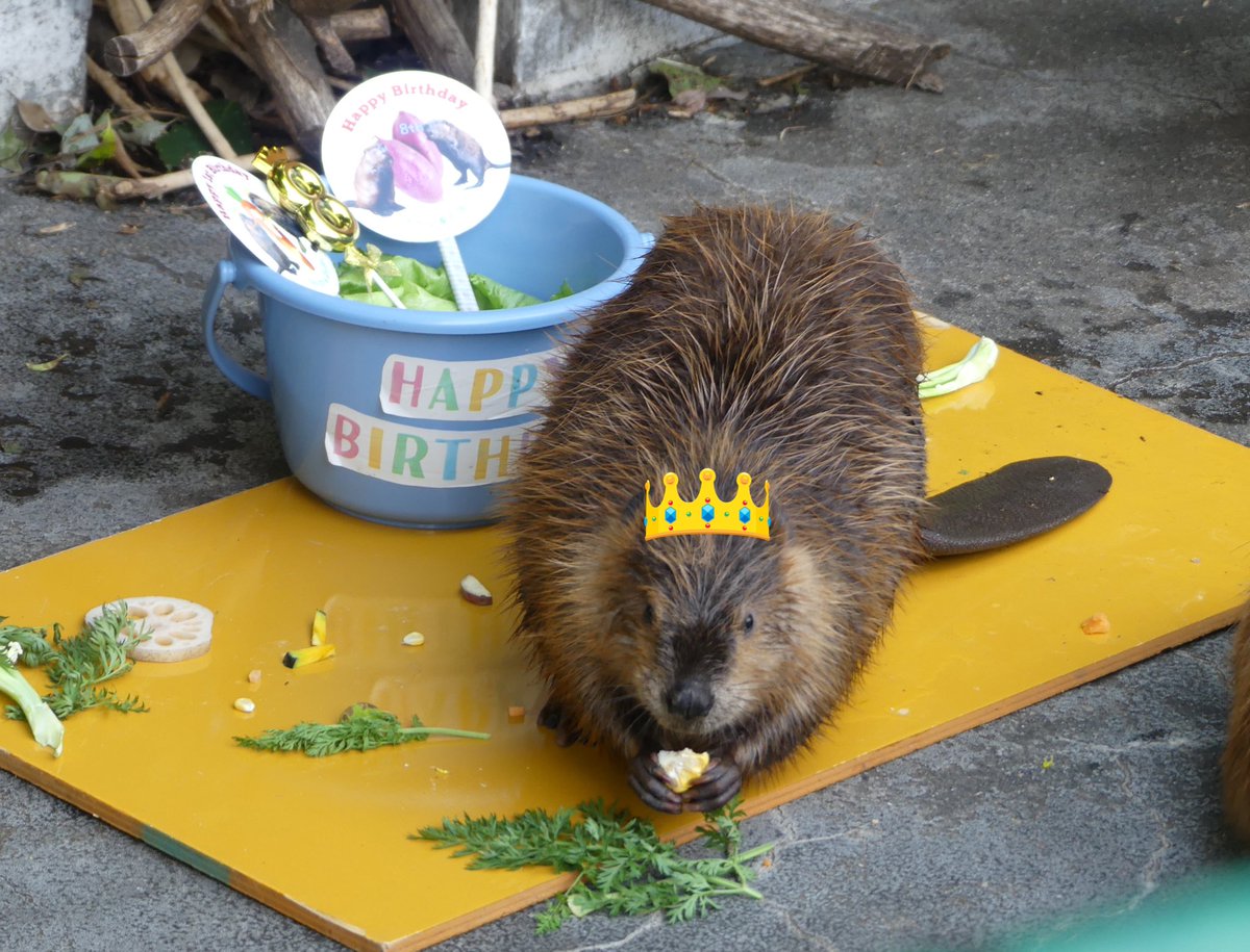 アタチが主役😋‼️

#アメリカビーバー
#ビーバー
#羽村市動物公園