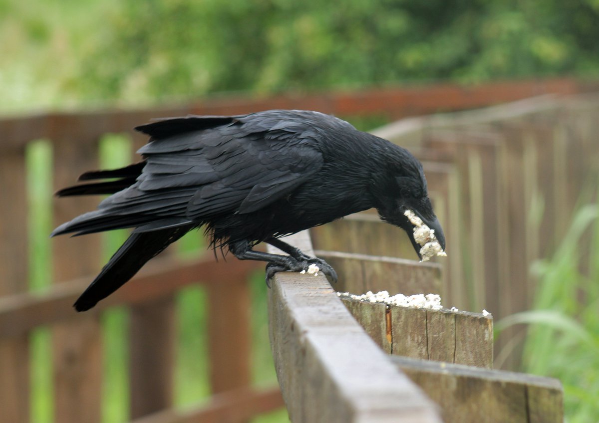 It's been a cloudy damp morning with some rain🌧️luckily managed to get Lizzie out without getting too... wet🐶as we walked along the public footpath & through the Hampton's in #WorcesterPark Surrey🤓@Team4Nature @WildLondon @Britnatureguide @RSPB_Richmond @_BTO @BBCSpringwatch