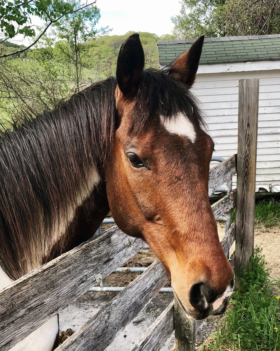 Our handsome Dutch Treat. He’s a senior thoroughbred-quarter horse cross with special needs after surviving EPM. Waverly is his bestie, although he likes to steal her treats! 🐴🍎