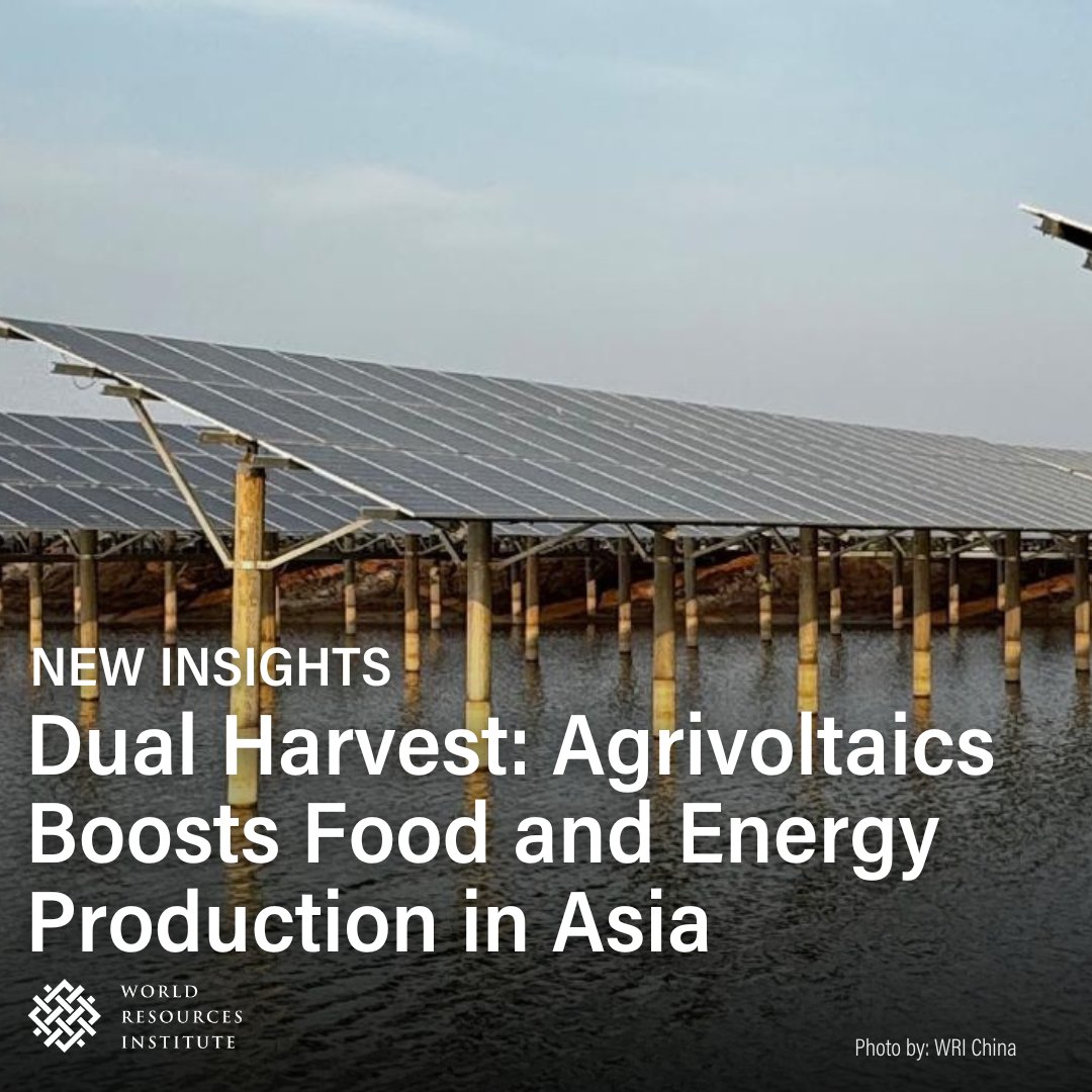 The concept of aquaculture-photovoltaic integration is a form of what’s known as agrivoltaics, which typically integrates traditional agricultural practices such as crop cultivation livestock farming and fisheries with solar PV installations☀️🐄🌽👉 bit.ly/3yzDSGR
