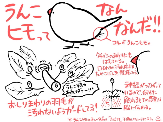文鳥のケツから出てる「う○こヒモ」って、ナニモノ!?!!?
(リプ欄にてう○こヒモ美術展開催。う○こヒモのお写真募集) 