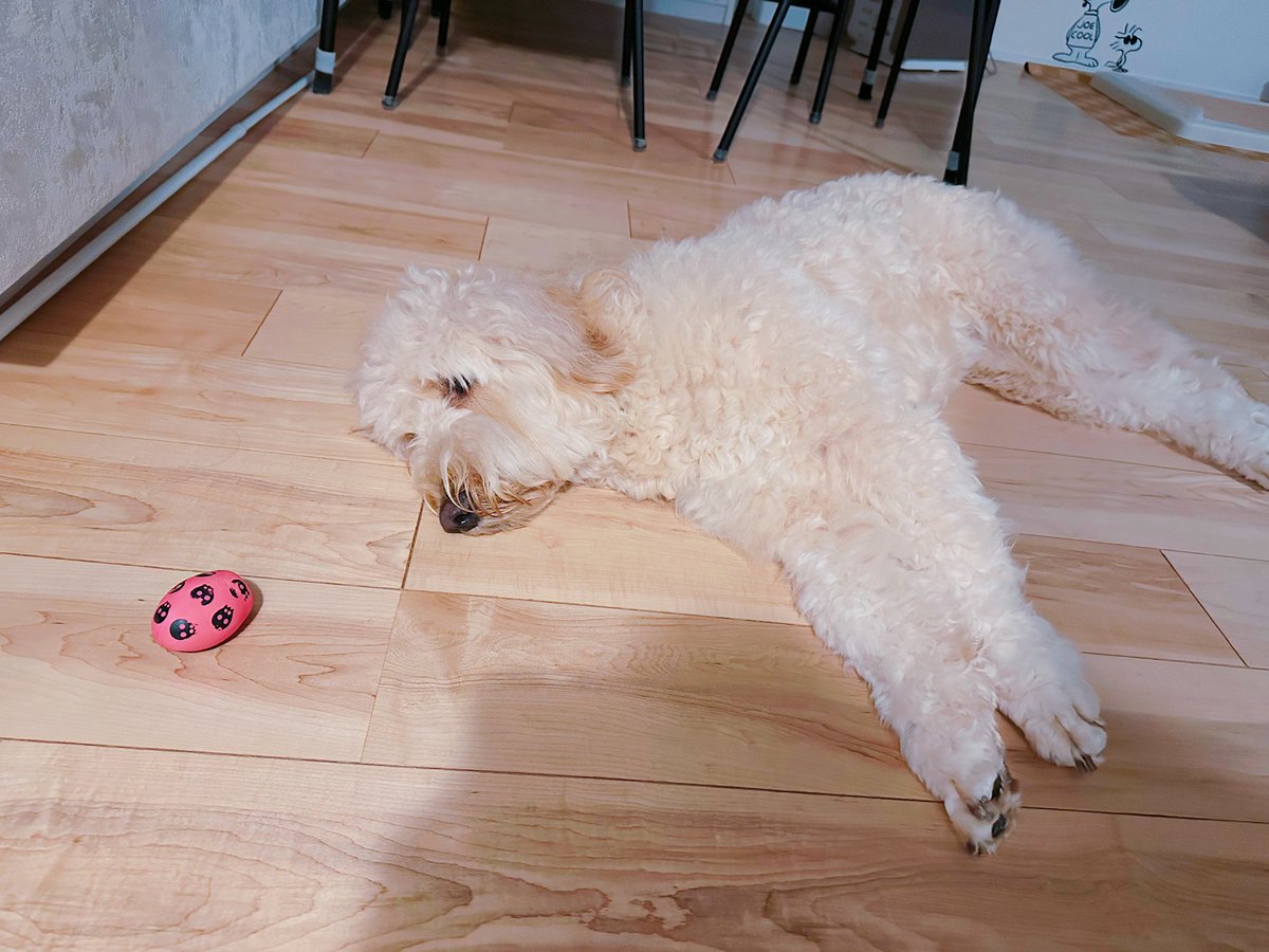 このボールで遊んで欲しいんだよなぁ…(ᐡ ᐧ ﻌ ᐧ ᐡ)
#ゴールデンドゥードル #Goldendoodle  #犬のいる暮らし