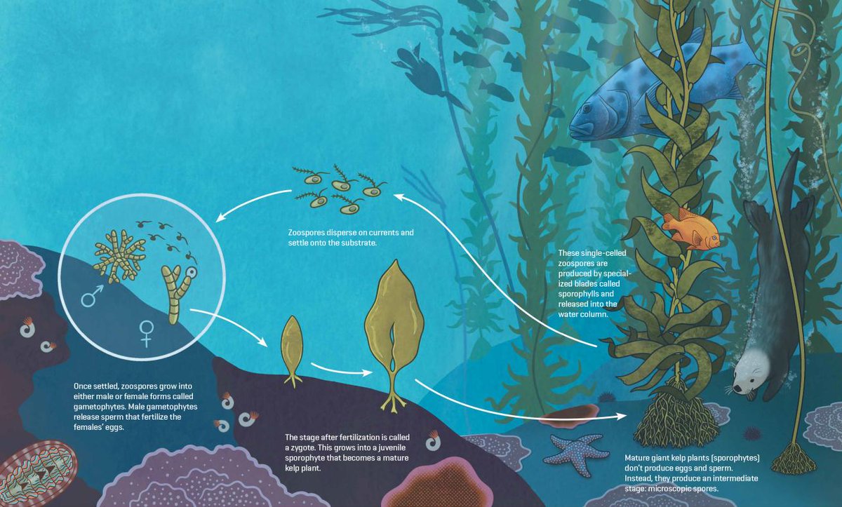 Scuba Diving Magazine (@scubadivingmag) on Twitter photo How Spore Banks Can Save Kelp 🌿
Discover the land-based facilities that give hope to threatened ecosystems. Learn more 👉 padi.co/rl6upbd9
🖊️ <a href="/Alexandra_JFG/">Alexandra Gillespie</a>
🎨 Andrea Dingeldein
#PADI #OceanConservation #KelpForest #Kelp How Spore Banks Can Save Kelp 🌿
Discover the land-based facilities that give hope to threatened ecosystems. Learn more 👉 padi.co/rl6upbd9
🖊️ <a href="/Alexandra_JFG/">Alexandra Gillespie</a>
🎨 Andrea Dingeldein
#PADI #OceanConservation #KelpForest #Kelp