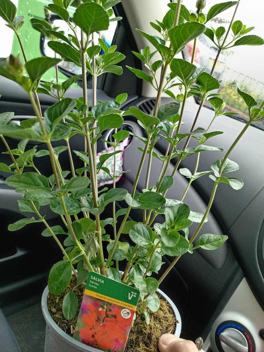 Just collected our donated raffle prize from the lovely Enid owner of Asselby Nurseries Barmby on the Marsh near Howden #salvia #supportinghorticulturalcompaniesthatsupportus #eastyorkshire