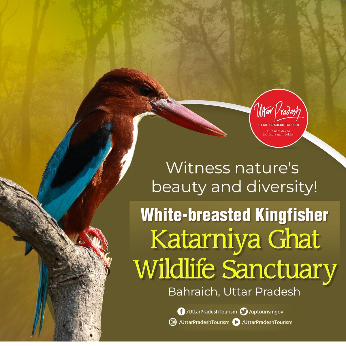 Spot the dazzling White-breasted #Kingfisher at #KatarniyaGhatWildlifeSanctuary in #Bahraich, #UttarPradesh. This vibrant bird with its striking colors and sharp beak is a true spectacle amidst the lush greenery. Witness nature's beauty and diversity in this serene #sanctuary.