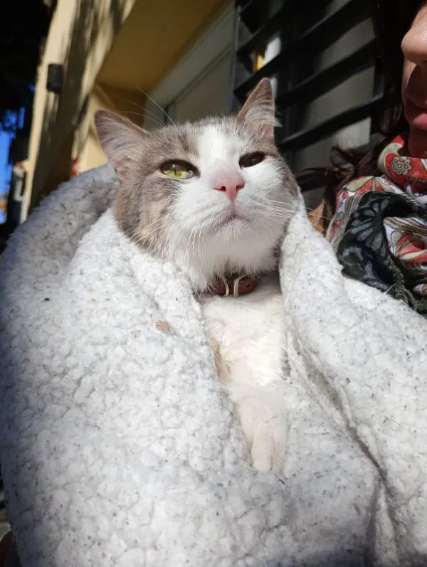 adopsys's tweet photo. Bernie 🤍

Macho de 2 años
Santa Fe, Santa Fe, Argentina

---

También conocido como "Bernie Love", es un gatito muy cariñoso que ama los mimos y que le presten mucha atención. No puede caminar, por lo que usa pañales, pero eso no le impide hacer vida 100% normal.

👇 https://t.co/DGbAUdLcWv