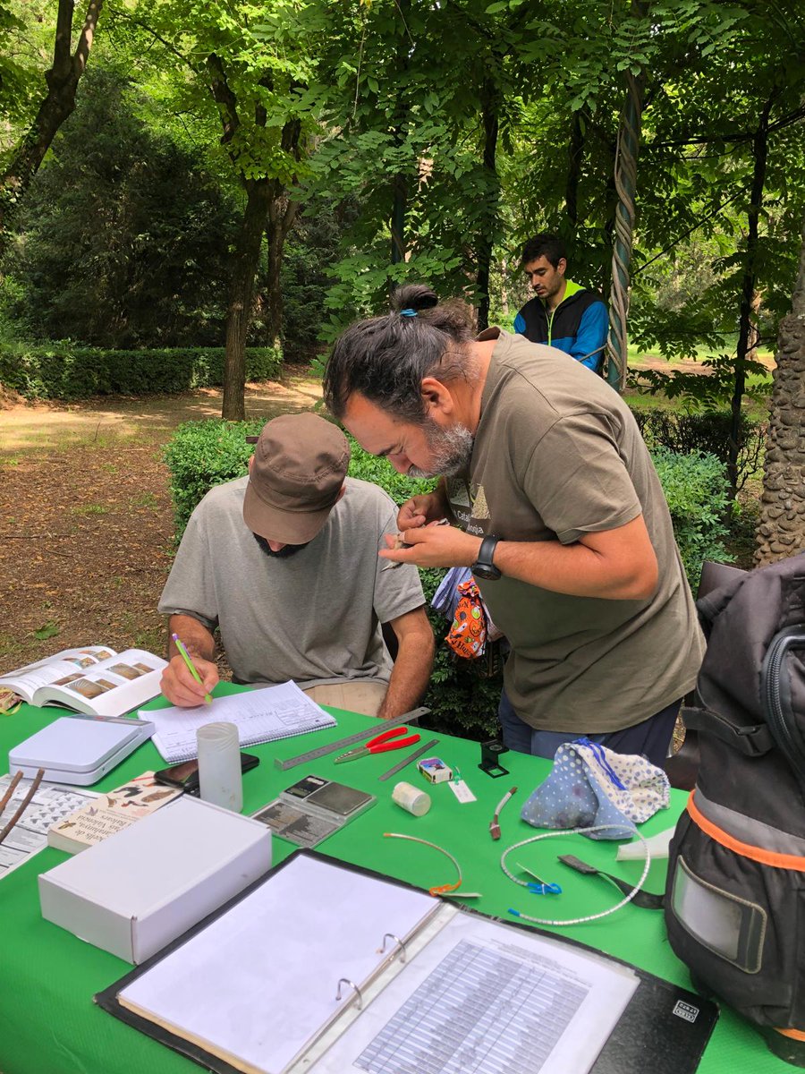 Avui han començat les #MatinalsMediAmbient organitzades des de l'àrea d'educació de l'Ajuntament de #lesMasiesdeVoltregà dirigides als centres educatius del #Voltreganès amb infants de 4 i 5 anys

#EducacióLMV #LMV #MediAmbientLMV #anellament #CantOcells #ocells #nius