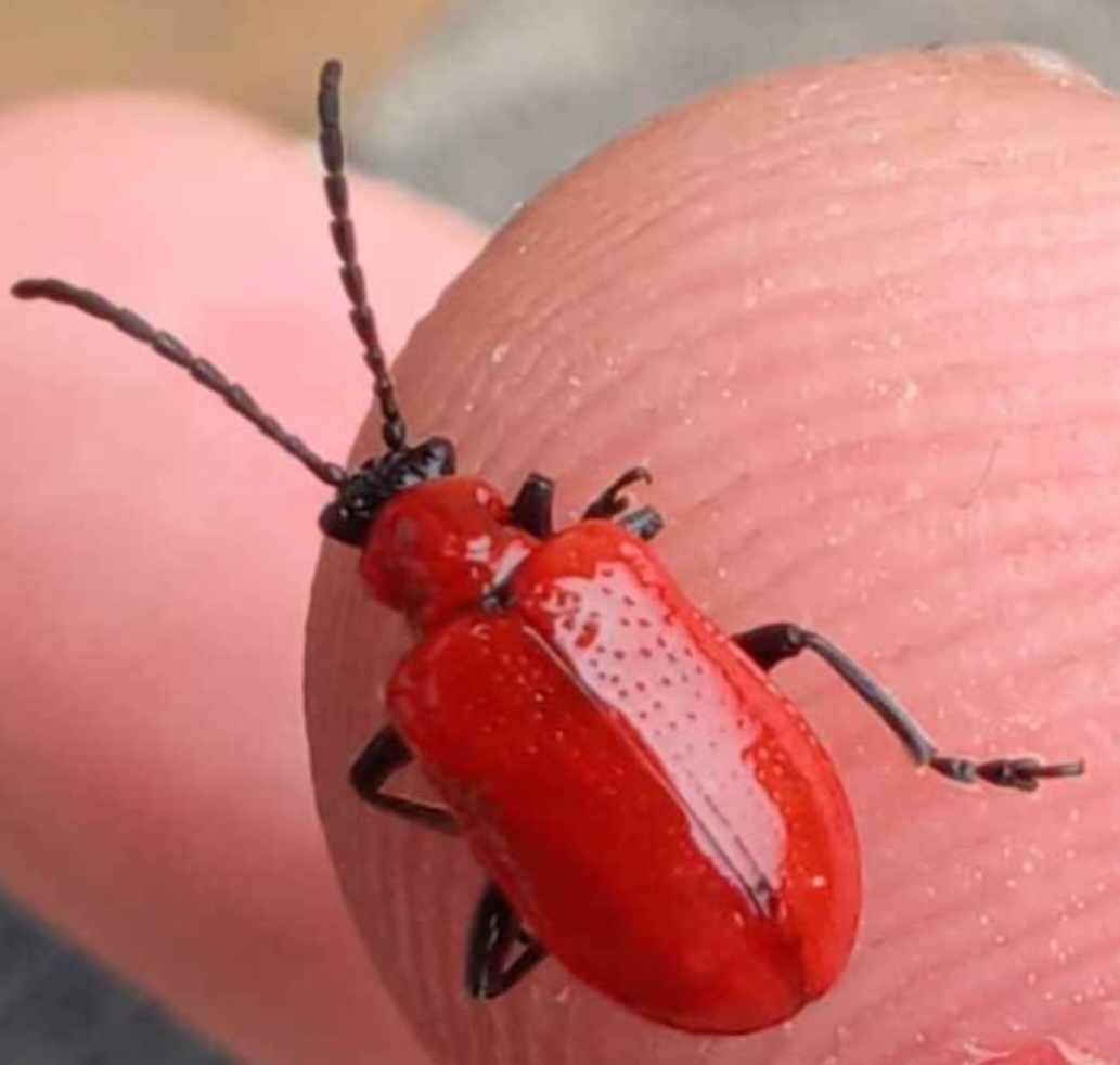 Good news for Scottish gardeners - I found the wasp Lemaphagus errabundus - biocontrol of the dreaded Lily beetle, Liliocerus lilii. Several individuals at Culloden resting on infested lilies. Checking NBN shows this is a very long way north of the nearest records in s. England.