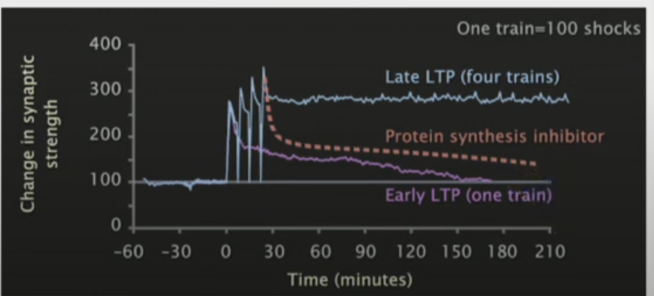 <a href="/helenrey/">Helen Reynolds MBE</a> These guys have done it, and indicate its findings are reproducible.  ncbi.nlm.nih.gov/pmc/articles/P…  I'm currently researching how memory actually works on a biological/ neuroscience basis and came across the attached set of traces of actual neurons "learning"... look familiar??