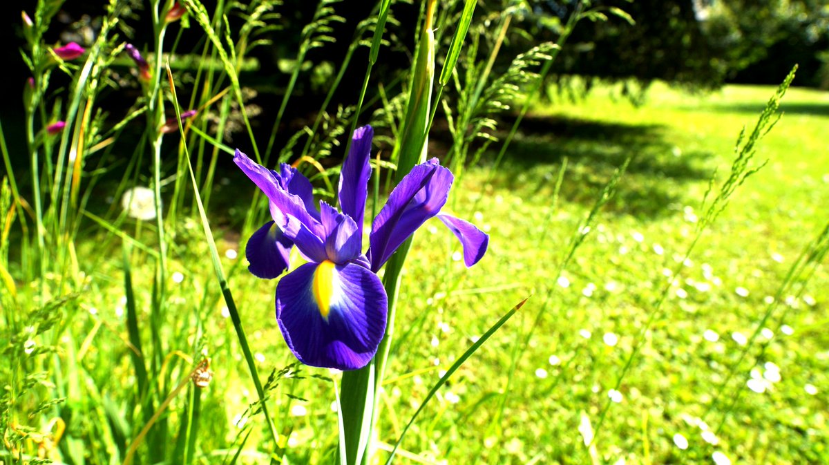 Le mot #latin du jour avec @RegnatorOff 

Iris Germanica. 

Cette fleur tire son nom du mot grec “iris”, qui signifie “arc-en-ciel”. Son étymologie reflète la variété de couleurs vives que l’on trouve dans ses pétales délicats.

#Regnator