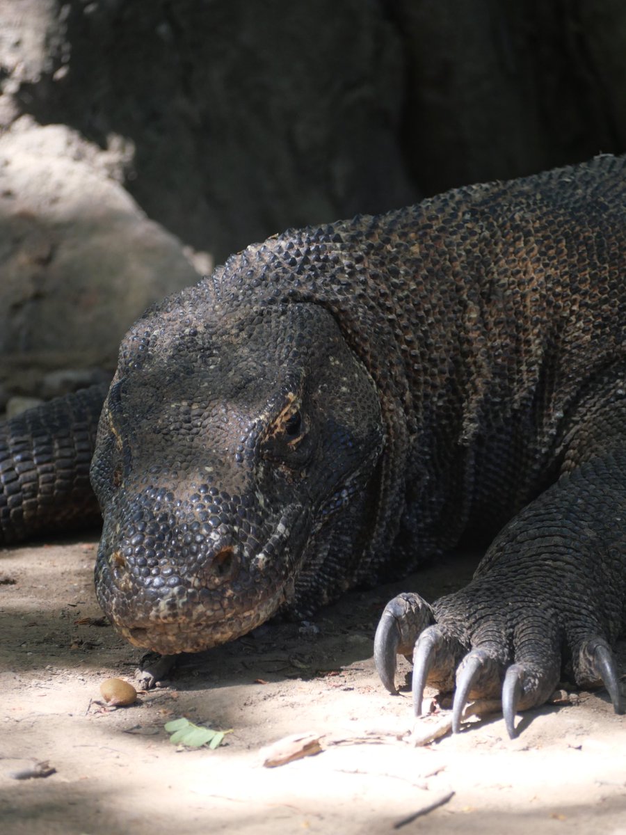 GuideRestos's tweet image. Les dragons de Komodo 🇮🇩