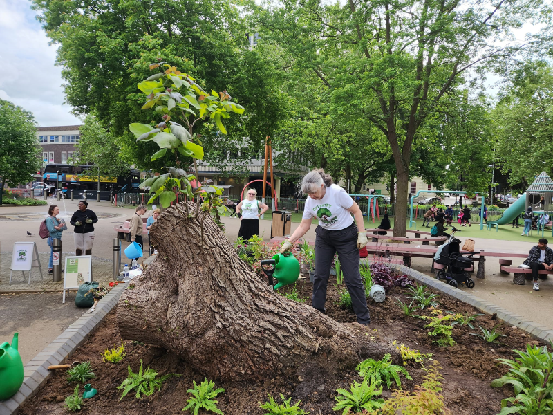 New plants in the raised bed outside @CentralHall1, #Coventry Urban Eden assisted by the bank holiday rain ☔️ Michael Batchelor's wildlife mural looking beautiful too! Locals uniting to secure funding to make our city centre greener, with support from our #ConnectingForGoodCov.