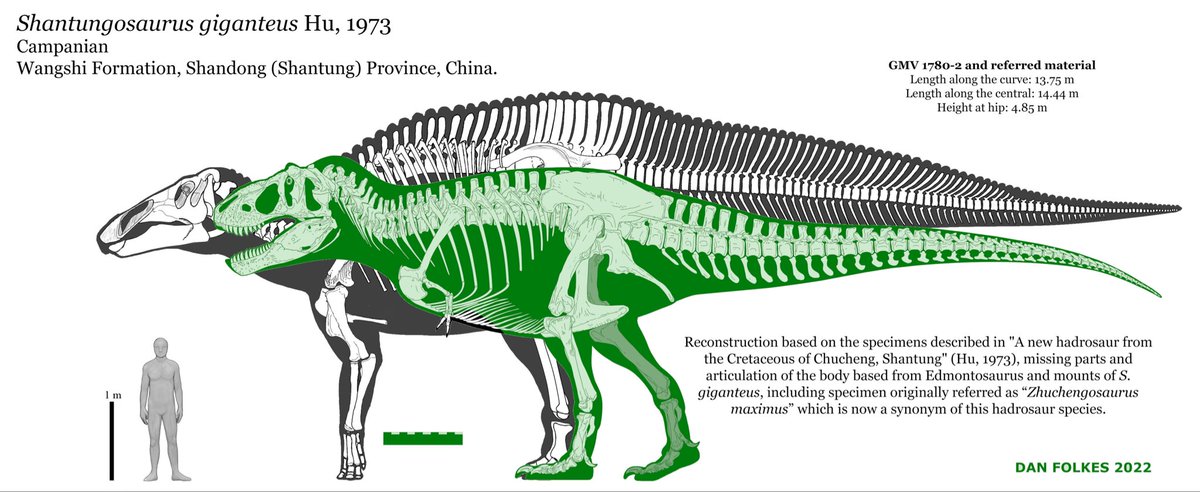 I always forget how big Shantungasaurus is