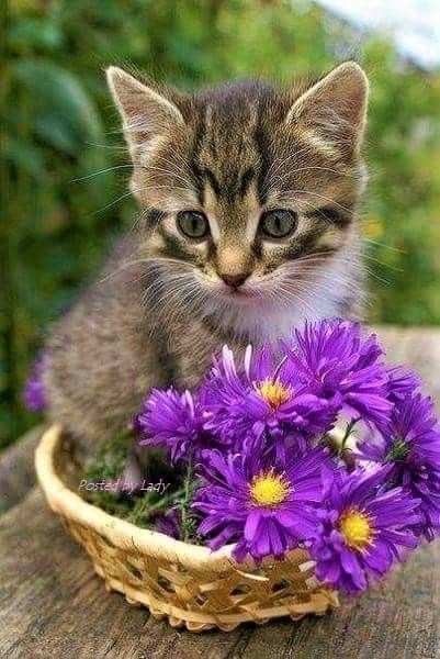 @miya1156 Good evening, dearest Miya!!💗🌈😘 I'm the one who has to thank you for your kindness and your beautiful post.😍 @miya1156 Wishing you all the best during your hours ahead, may be full of serenity and, of course, purr!!😻😽🐾🐾