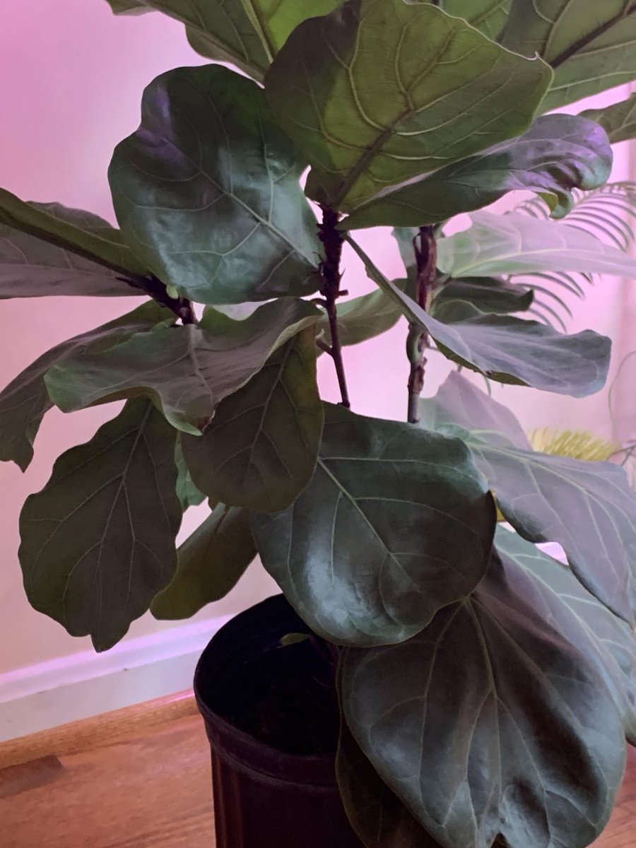 No leaves for months allforgardening.com/872228/no-leav… #FicusLyrata #FiddleLeafFig