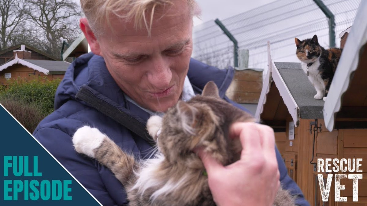 Senior Cats Get Their Own Purrfect Retirement Village in the UK mymodernmet.com/senior-cats-re… #Cats #catrescues