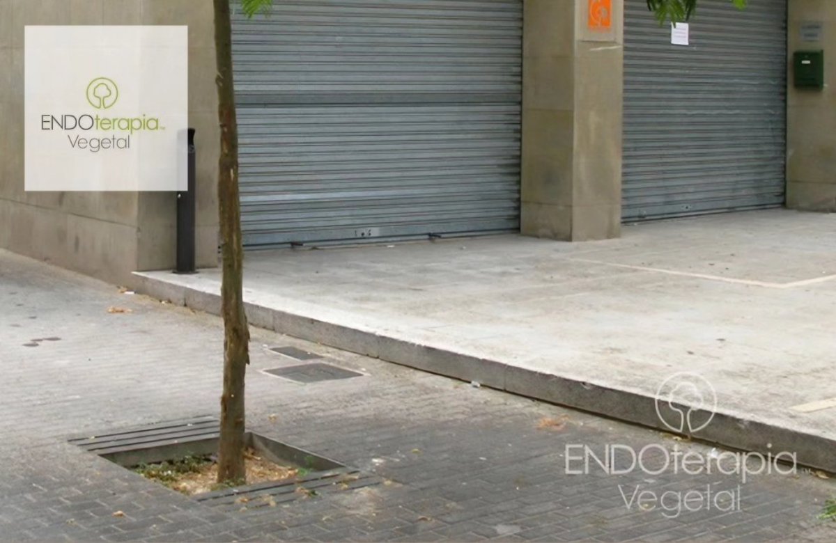 PSILA DE LA ALBIZIA.
Es un Insecto hemíptero chupador de savia, originario del este Asiático. Pueden llegar a colonizar hojas, brotes tiernos, flores y vainas, provocando la desecación parcial o total. 

#arboldelaseda #endoterapia #ENDOterapiaVegetal