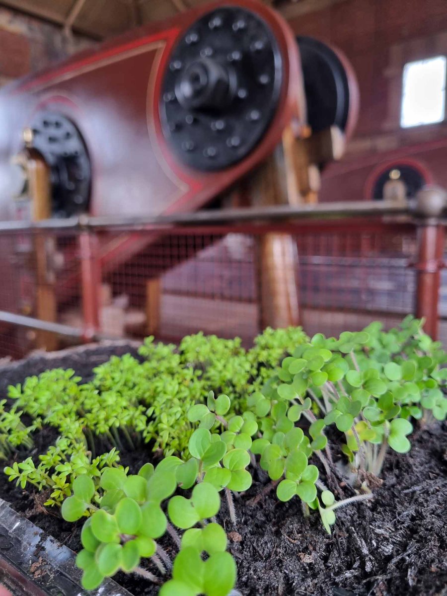 #Leicester's Big Plant Swap! 🌱

Bring any spare plants you have - seedlings, young plants, pot plants, spare seeds... and take home your choice of what everyone else has brought.

Thursday 30 May 1pm - 3pm Free event #AbbeyPumpingStation 
leicestermuseums.org/event-details/…