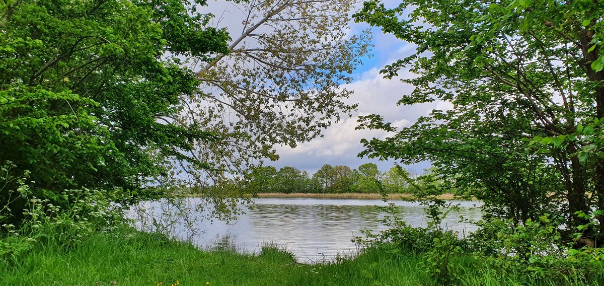 A peaceful morning walk surrounded by nature's green embrace. 🌿 #MorningWalk #NatureLover