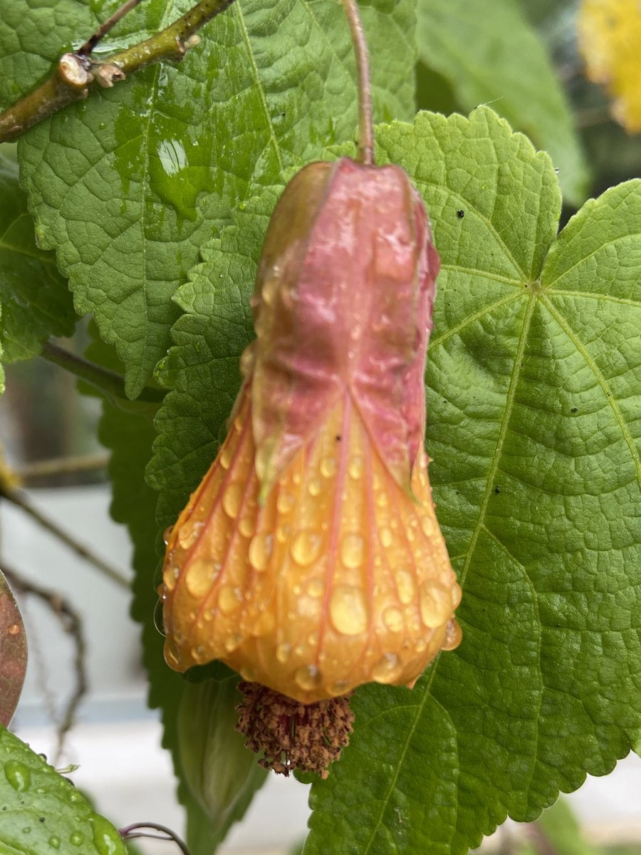 Abutilon x milleri- hardy here for 3 years.