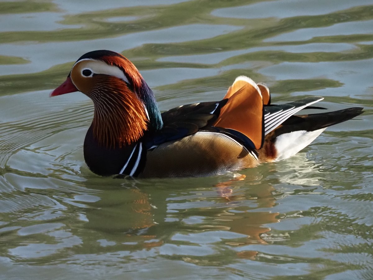 1月のオシドリ。
A mandarin_duck in January.
#写真 #野鳥写真 #野鳥 #カメラ #om1 #ed300mmf4pro #マイクロフォーサーズ #ミラーレス #om写真投稿 #wildbirds #bird_watching #鴨 #オシドリ #鴛鴦 #mandarin_duck #aix_galericulata