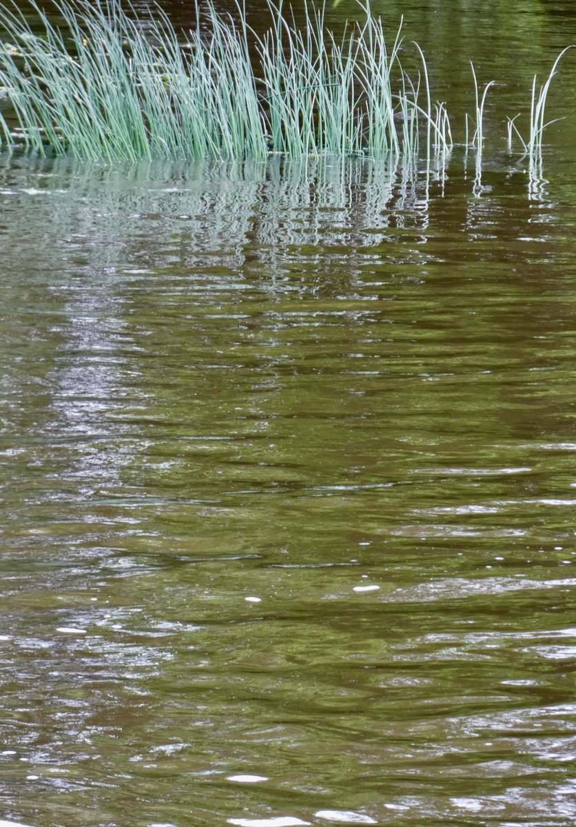 🌍📷 [💚 #water] #inland #minimalism #landscapephotography #rennes #brittany
