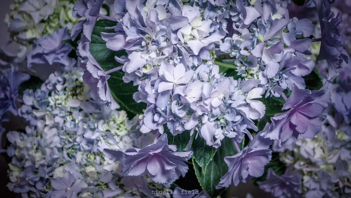 新しくお迎えした紫陽花、何かに似てると思ったら 舞茸に似てるんだ…！ 形があるんだかないんだか謎のフォルム