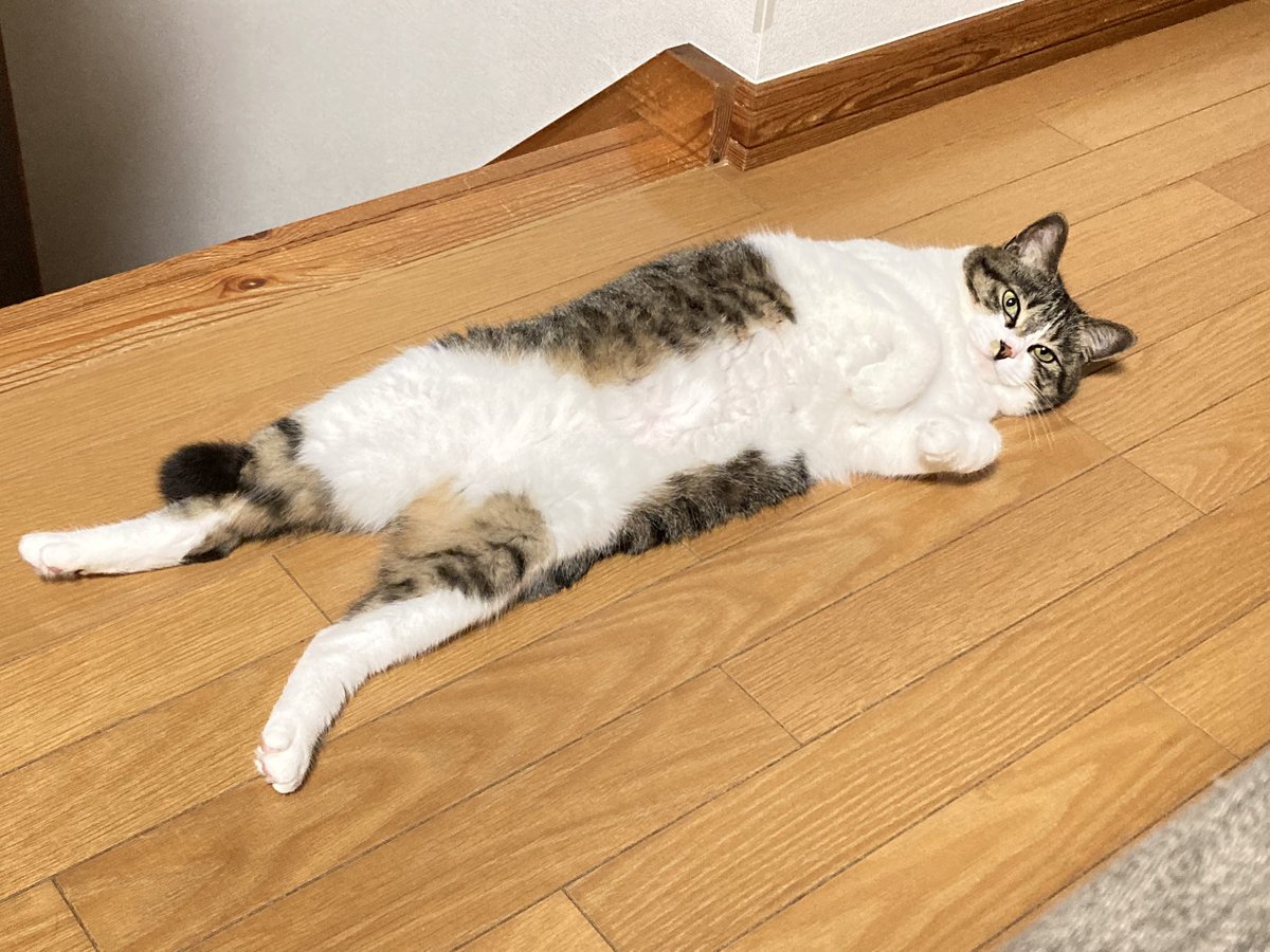 ふと振り向くと猫がお化けになっているとき