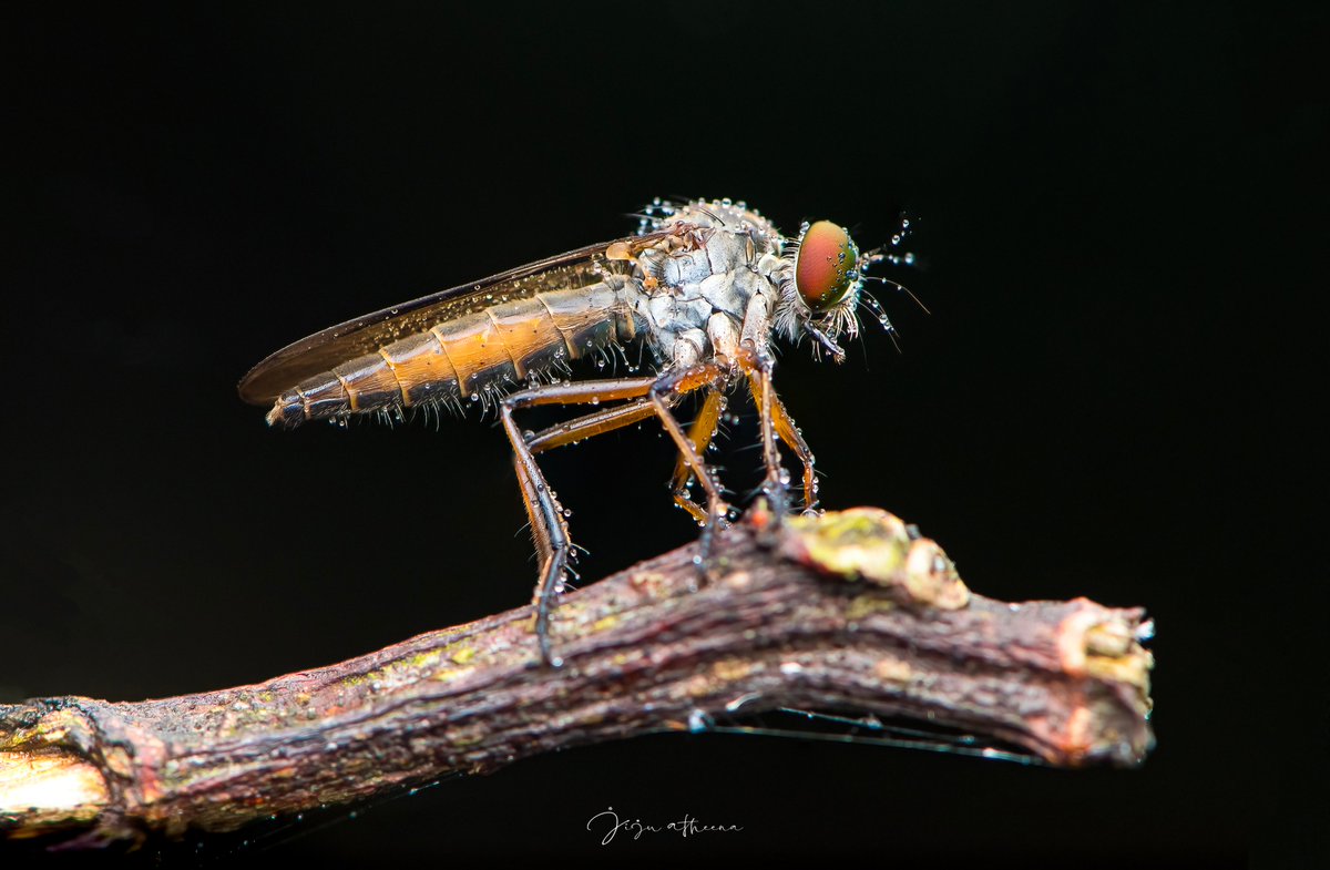jijuatheena's tweet image. ROBBER FLY

#robberfly #robber_fly #jijuatheena #punkunnam