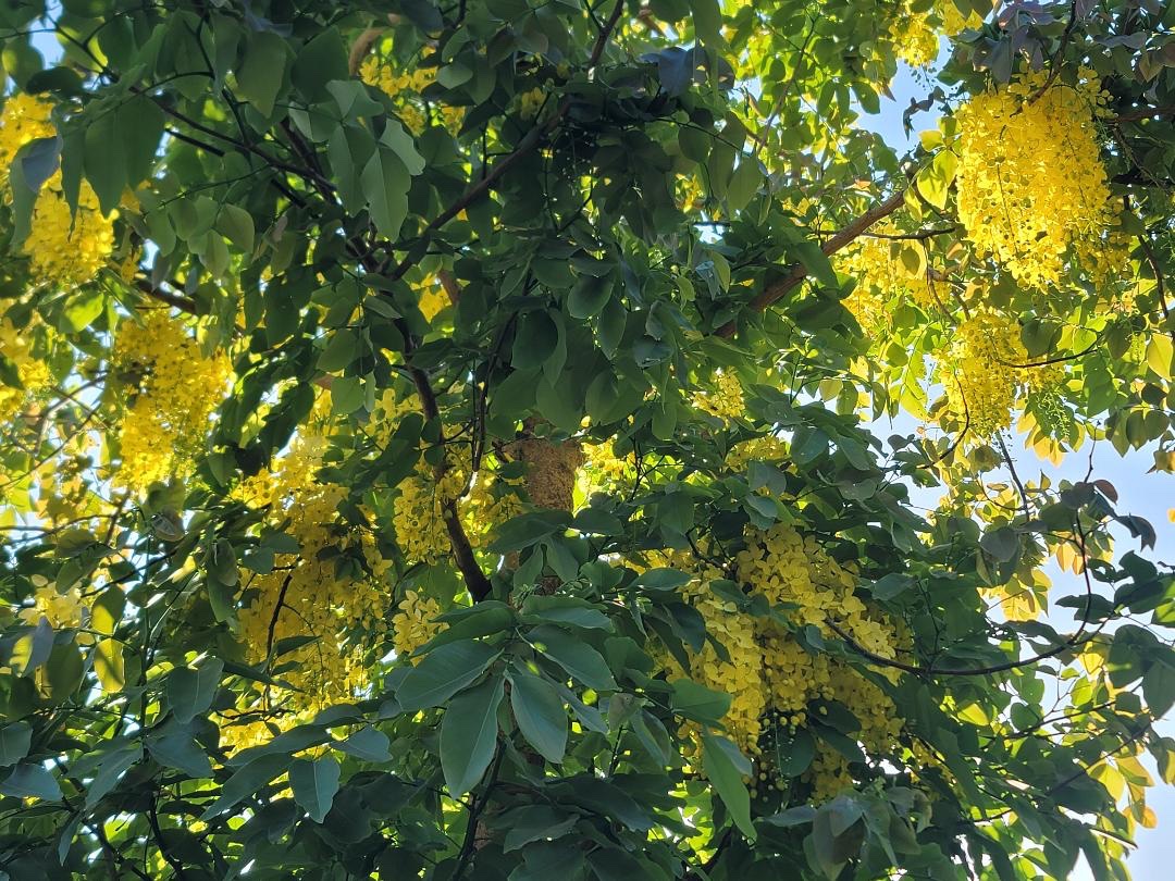 Cassia’s canopy 

#nature #laburnum #Cassiafistula