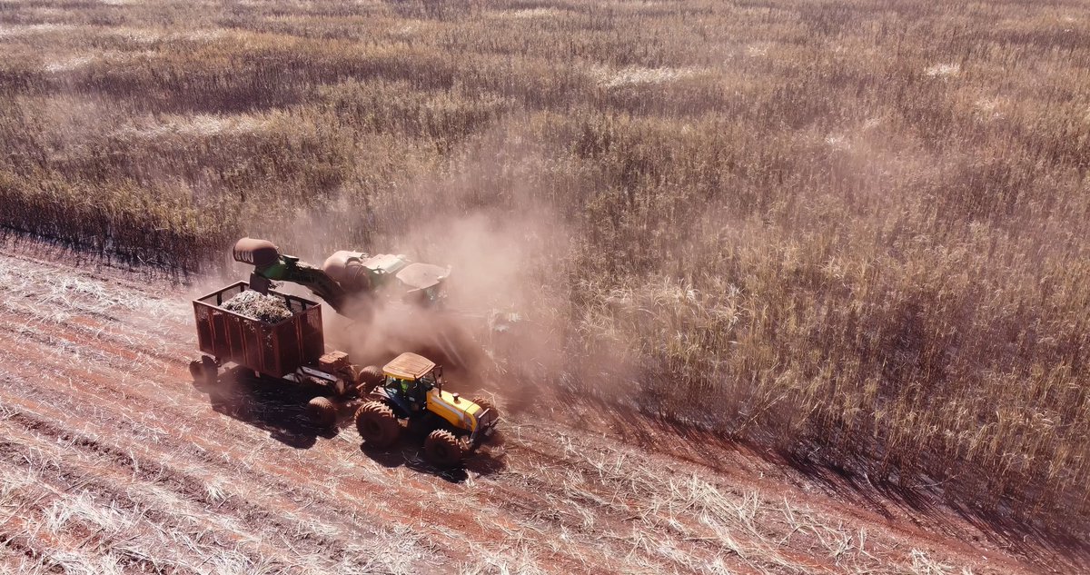 #SUGAR NEWS #BRAZIL: CTC says cane yield rose in Centre-South in April, but dry weather is challenging. sugaronline.com/2024/05/28/bra…. Join us today to read the full story! #commoditiestrading #softcommodities #sugarindustry #sugarcane