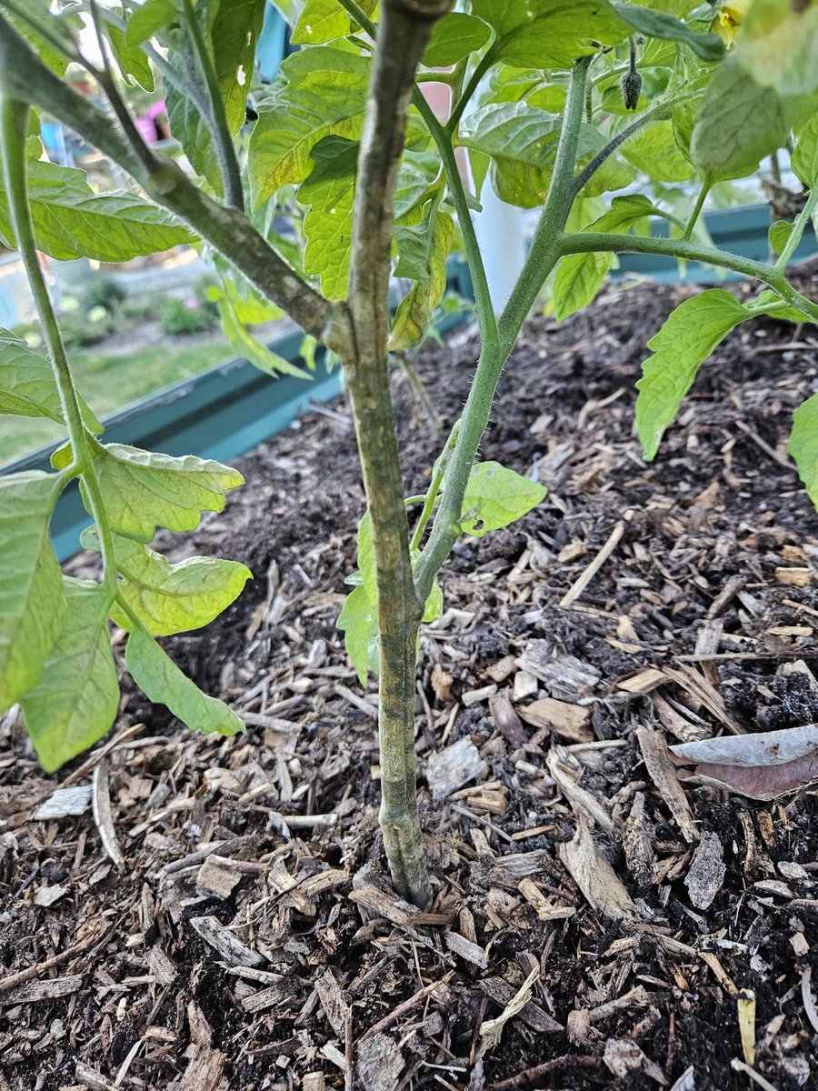 What's happening to the stalks? Affecting multiple plants in two separate beds. I don't see ... allforgardening.com/872232/whats-h… #Tomatoes