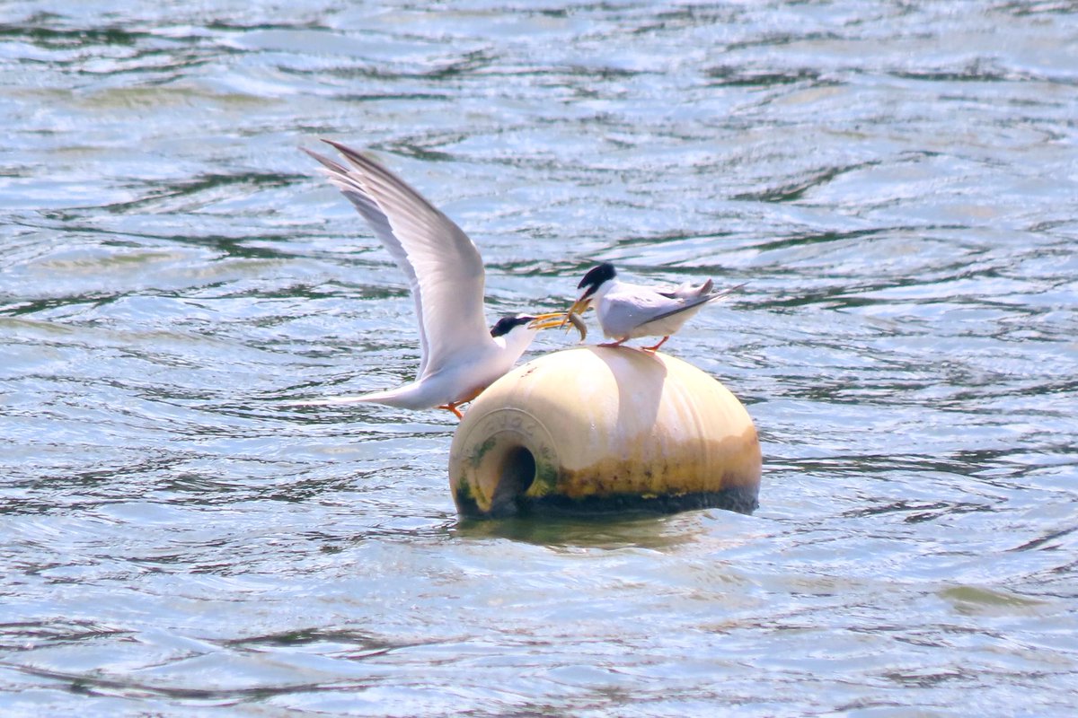 求愛給餌の瞬間！
魚のプレゼントですね。

#コアジサシ　#野鳥