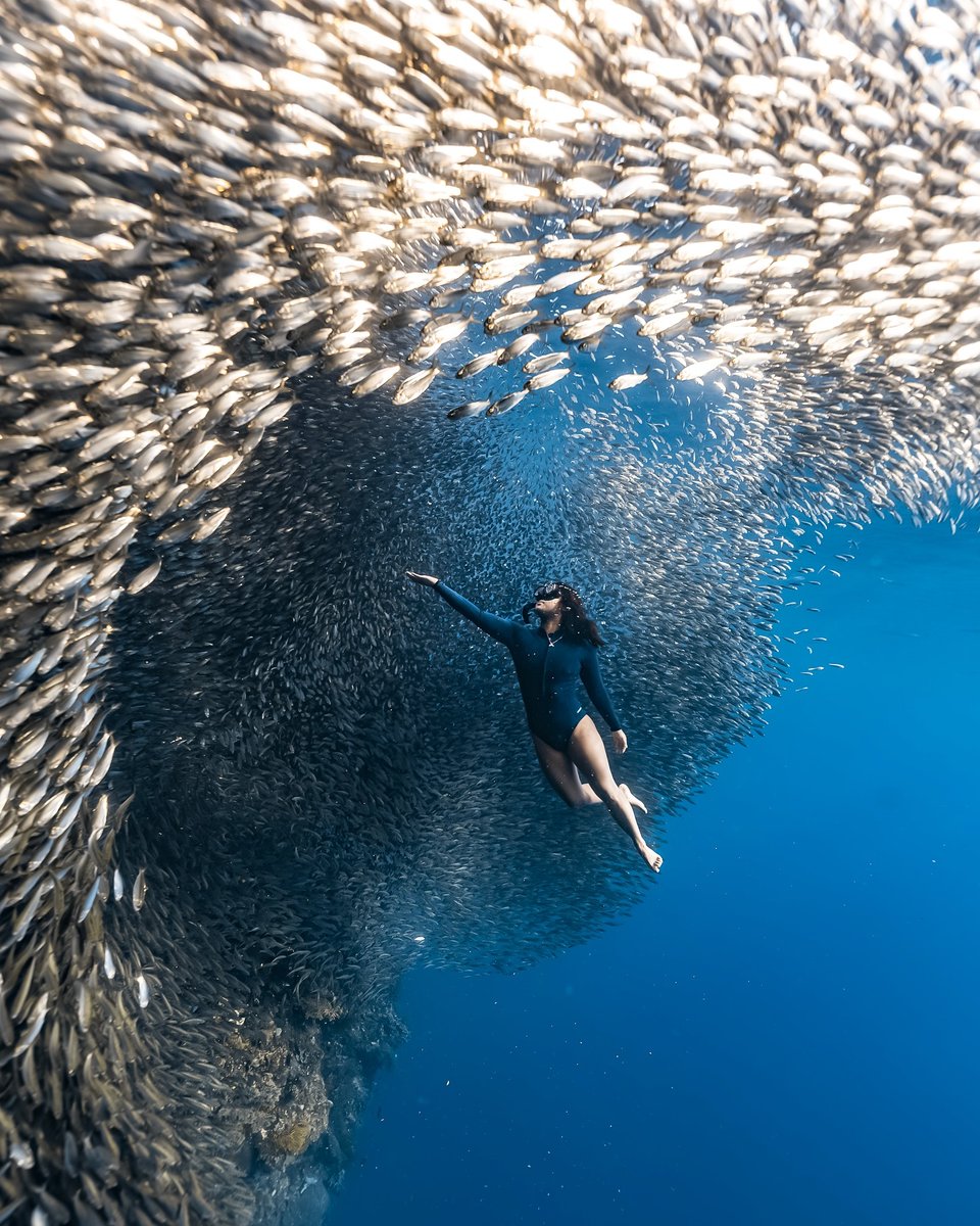 Reach for the stars. 

Freediver @youin_jung
📷 @bohol_lab @ian.graphy