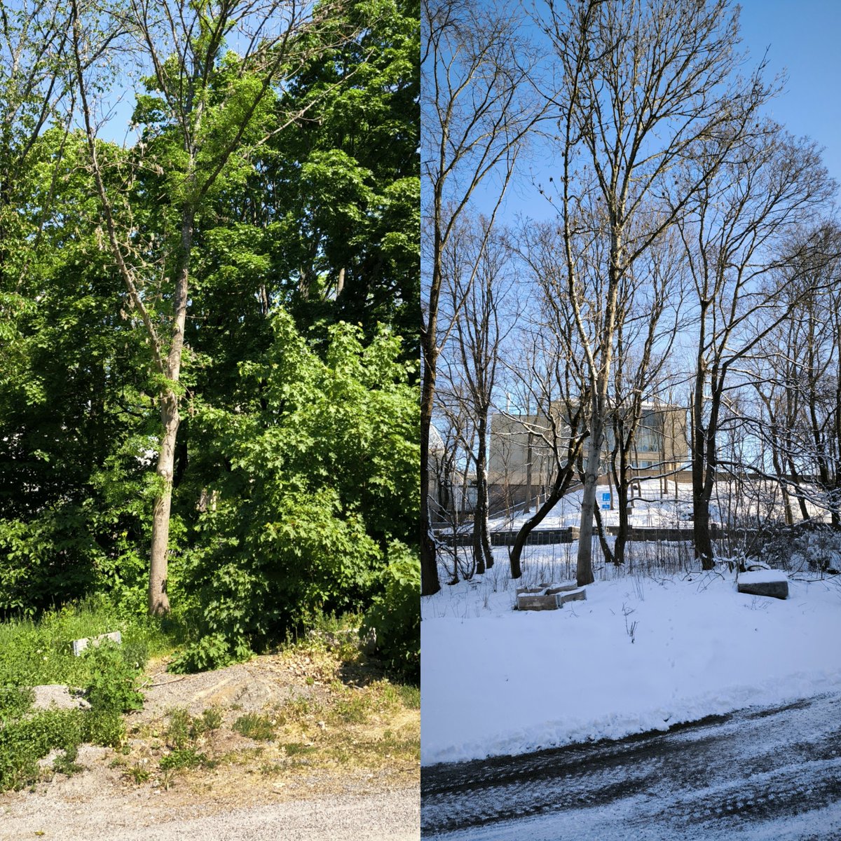 Some winter/spring views of the @UniTurku campus. It's fascinating how so much green can sprout in such a short period of time!