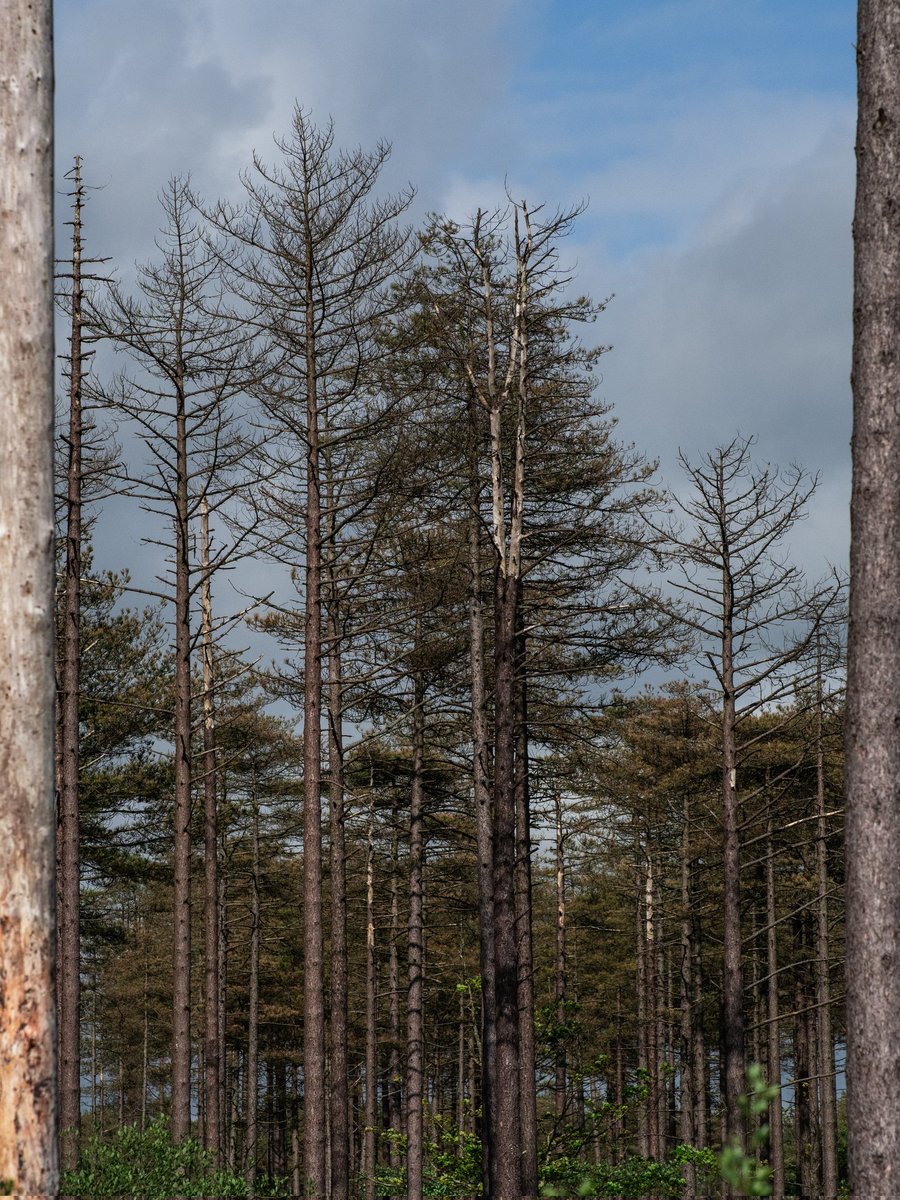 The effects of acid rain #Togtweeter #ThePhotoHour #snapyourworld #trees #treeoftheday #NaturePhotography