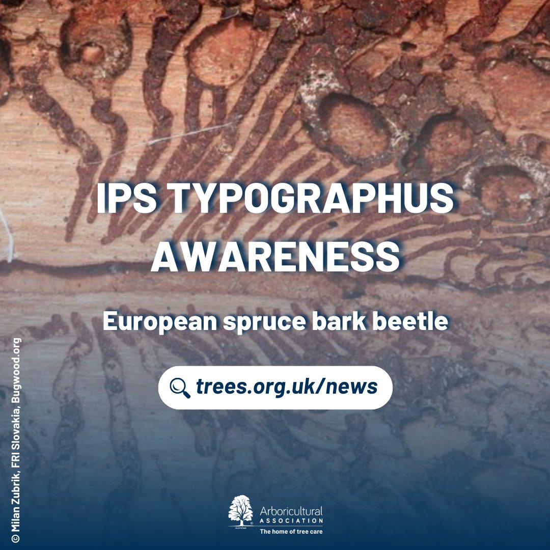 Ips Typographus Awareness Forestry Commission spokesperson Andrea Deol said: “We can confirm that Ips typographus has recently been reported to the Forestry Commission in East Anglia. “We are conducting a swift investigation including rapid eradication measures,